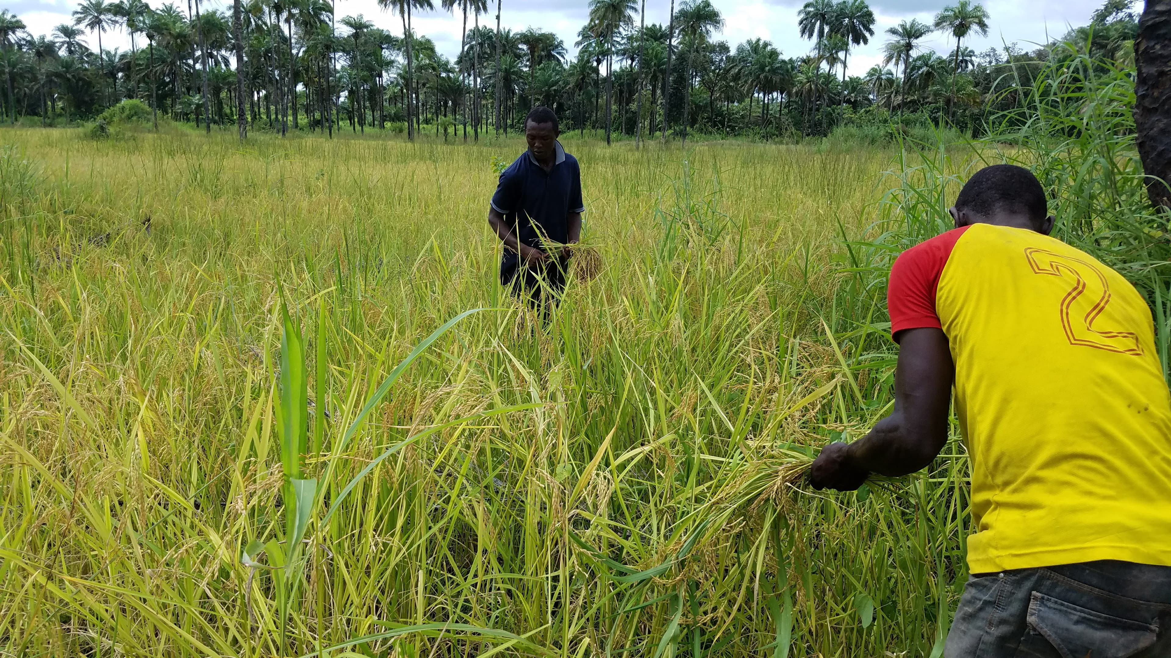 Harvesting in the Field