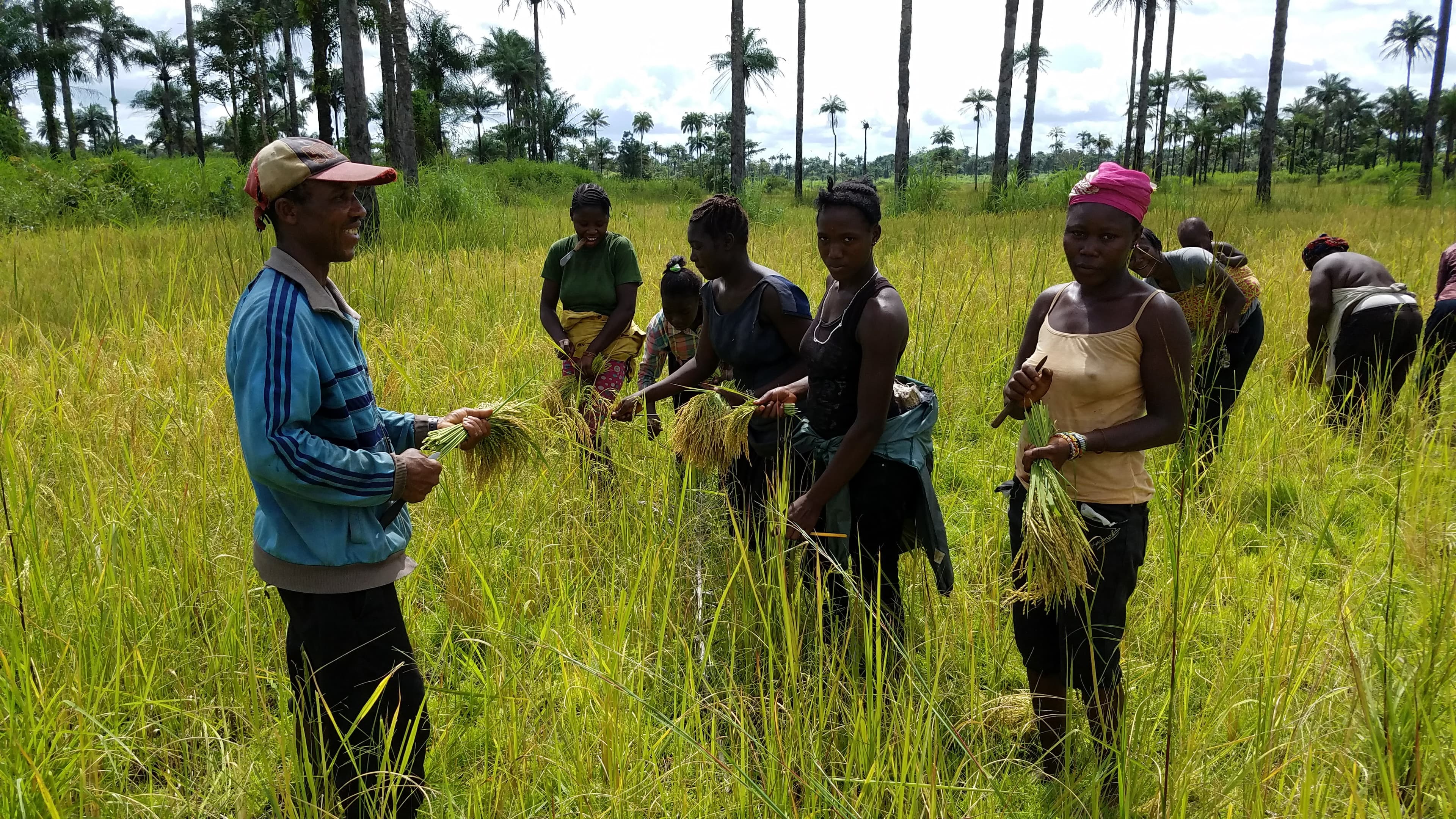 ATJ Holdings farm workers harvesting rice in Sierra Leone