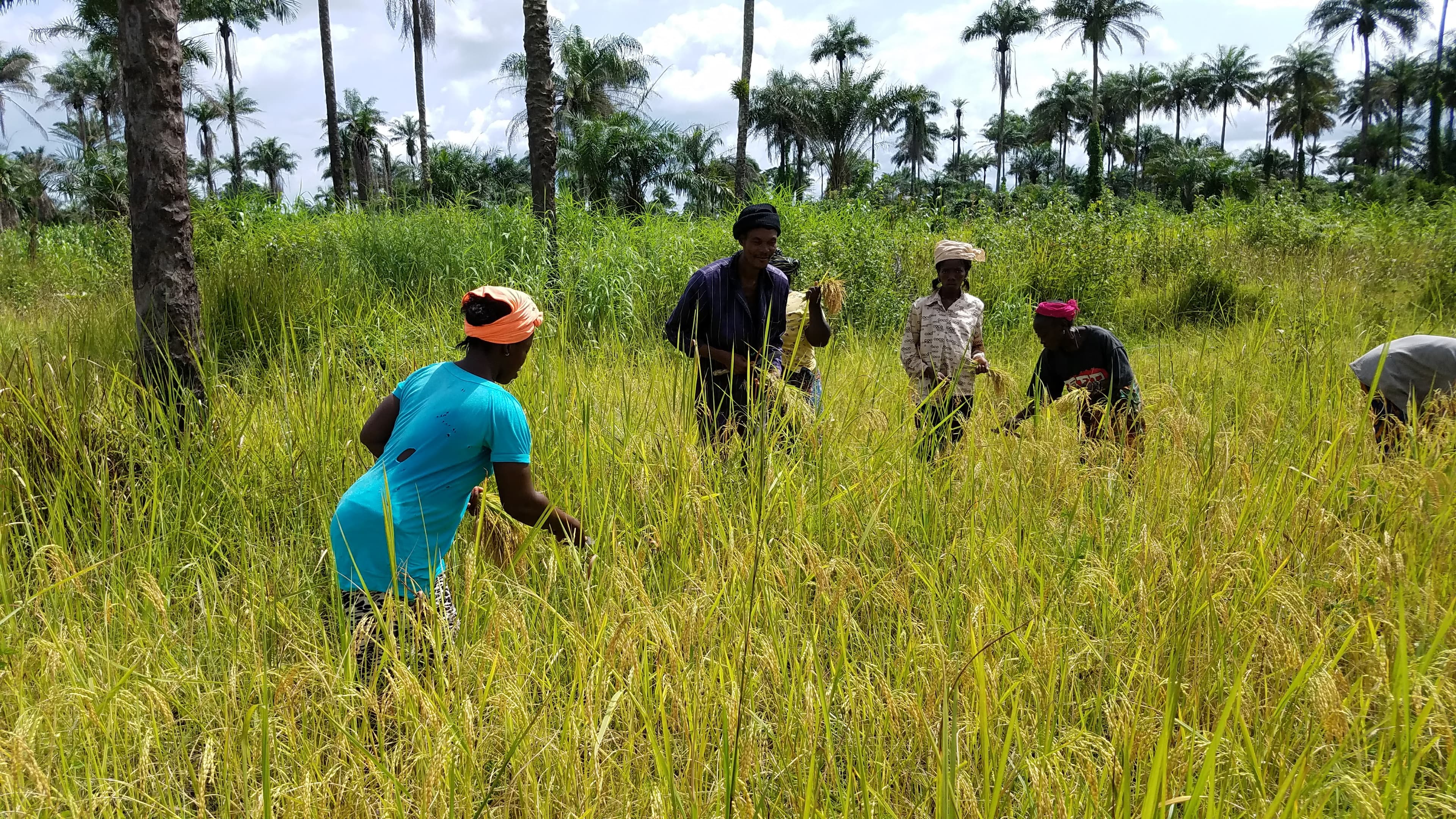 Community Farm Labor