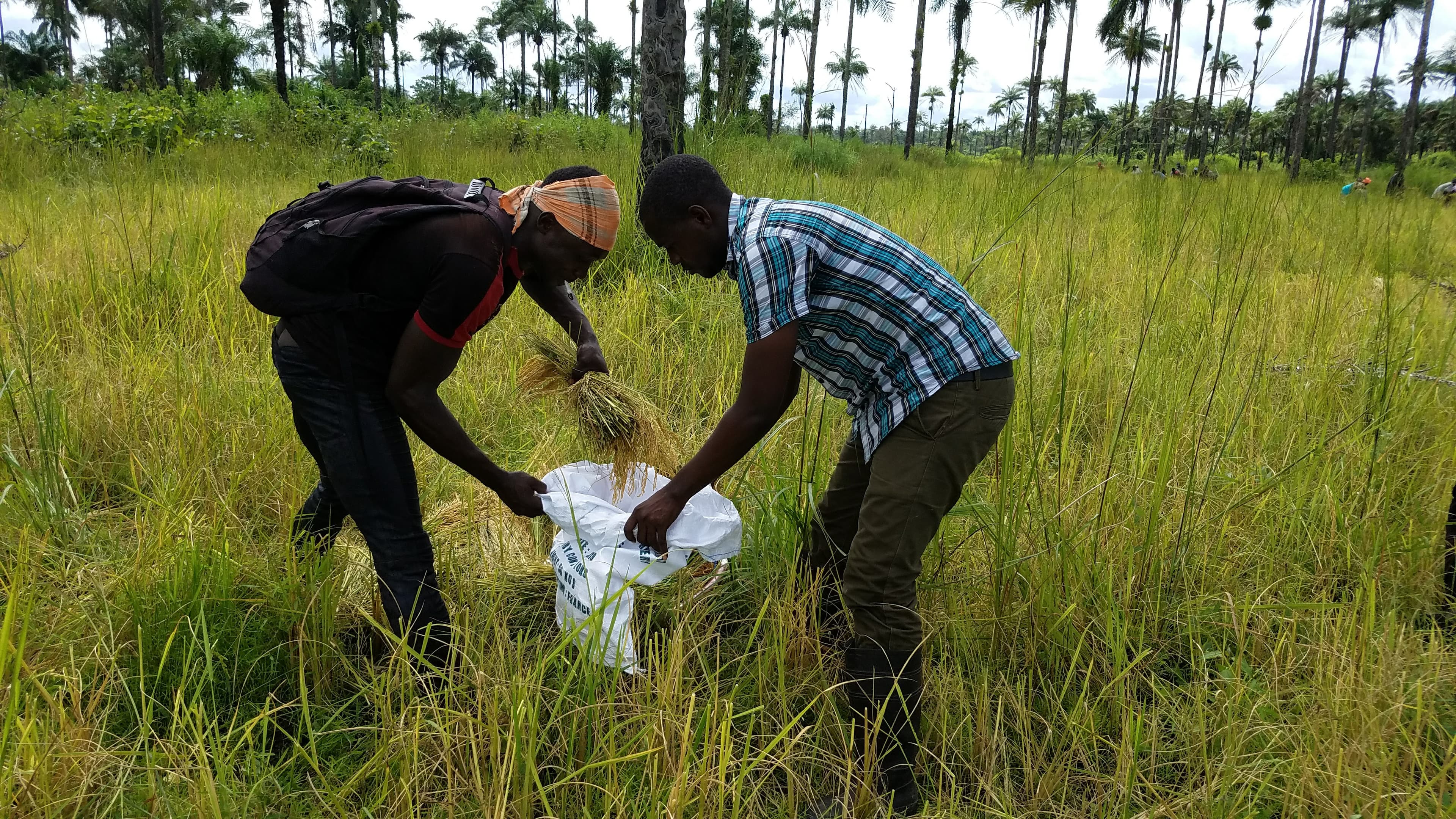 Crop Collection and Bagging