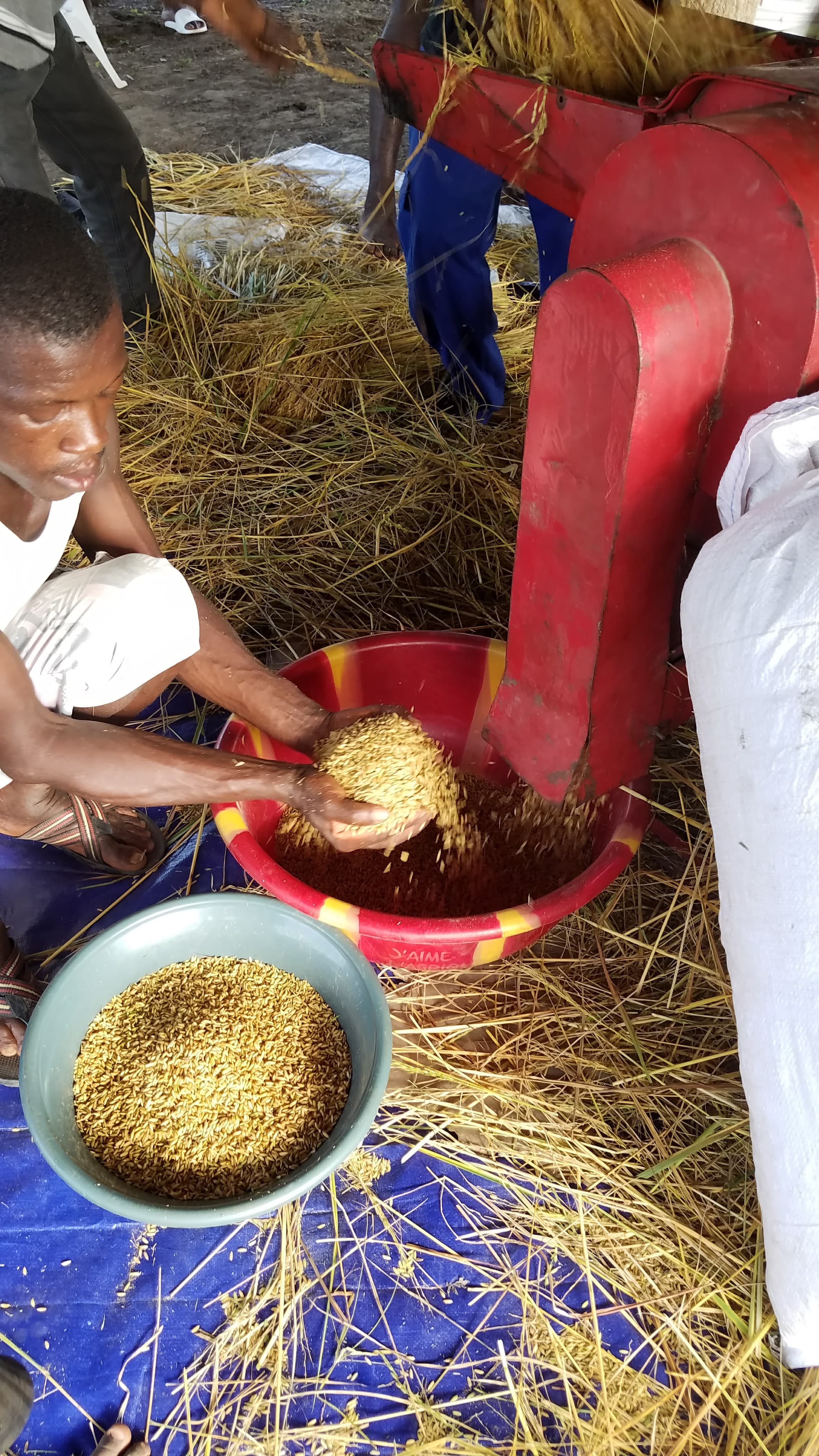 Rice Processing