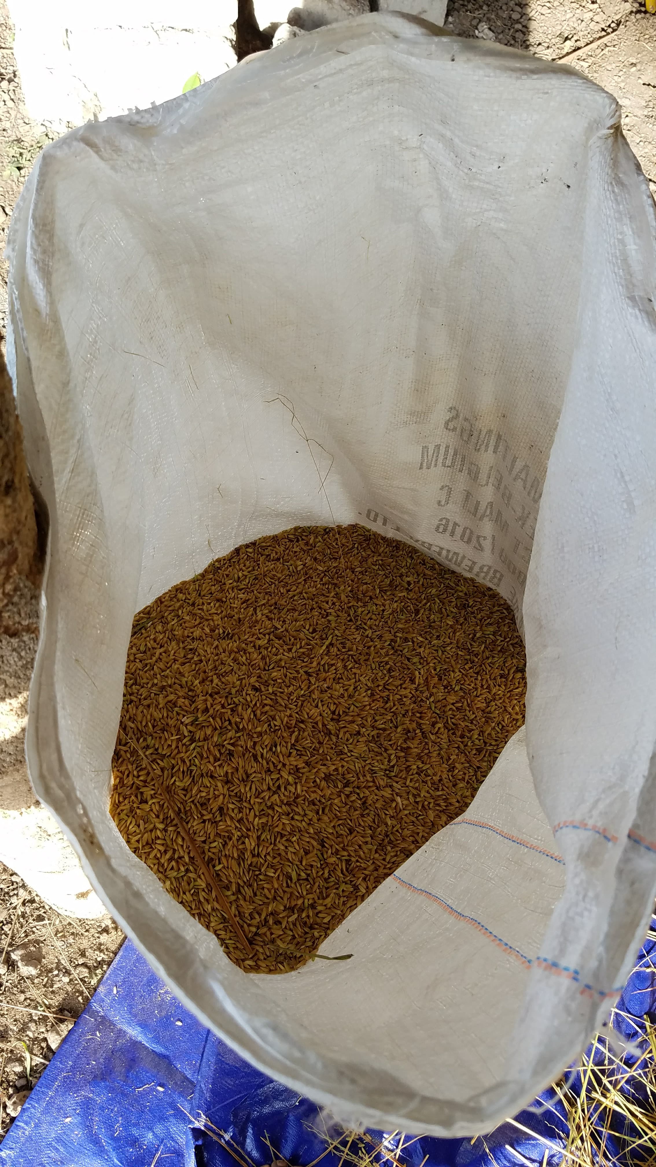 Processed Rice Output